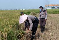 BANTU PETANI. Potret personel Polres Serang saat membagikan makanan kepada petani yang sedang memanen padi di Kampung Mandaya, Kecamatan Carenang, Kabupaten Serang, Senin (20/4/2020) lampau. (doc.mediabanten/Linkking.id)