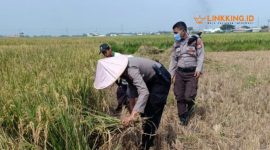BANTU PETANI. Potret personel Polres Serang saat membagikan makanan kepada petani yang sedang memanen padi di Kampung Mandaya, Kecamatan Carenang, Kabupaten Serang, Senin (20/4/2020) lampau. (doc.mediabanten/Linkking.id)