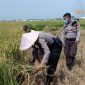 BANTU PETANI. Potret personel Polres Serang saat membagikan makanan kepada petani yang sedang memanen padi di Kampung Mandaya, Kecamatan Carenang, Kabupaten Serang, Senin (20/4/2020) lampau. (doc.mediabanten/Linkking.id)