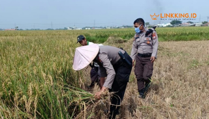 BANTU PETANI. Potret personel Polres Serang saat membagikan makanan kepada petani yang sedang memanen padi di Kampung Mandaya, Kecamatan Carenang, Kabupaten Serang, Senin (20/4/2020) lampau. (doc.mediabanten/Linkking.id)