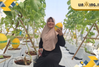 POTENSI: salah satu green house melon premium yang berada di daerah Gapura, Sumenep. (Dok. Redaksi)