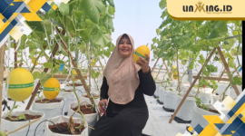 POTENSI: salah satu green house melon premium yang berada di daerah Gapura, Sumenep. (Dok. Redaksi)