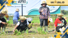 AKSI: Bupati Sumenep Achmad Fauzi bersama pejabat daerah dan petani mengikuti kegiatan tanam padi di Desa Poreh, Kecamatan Lenteng, sebagai langkah memperkuat ketahanan pangan daerah.