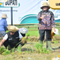 AKSI: Bupati Sumenep Achmad Fauzi bersama pejabat daerah dan petani mengikuti kegiatan tanam padi di Desa Poreh, Kecamatan Lenteng, sebagai langkah memperkuat ketahanan pangan daerah.