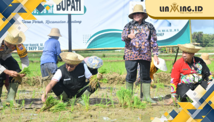AKSI: Bupati Sumenep Achmad Fauzi bersama pejabat daerah dan petani mengikuti kegiatan tanam padi di Desa Poreh, Kecamatan Lenteng, sebagai langkah memperkuat ketahanan pangan daerah.