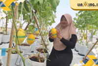 PREMIUM: Salah satu pengunjung memperlihatkan kualitas melon premium di green house yang berada di Gapura.