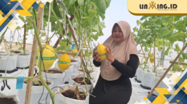 PREMIUM: Salah satu pengunjung memperlihatkan kualitas melon premium di green house yang berada di Gapura.