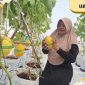 PREMIUM: Salah satu pengunjung memperlihatkan kualitas melon premium di green house yang berada di Gapura.