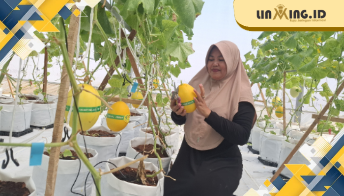PREMIUM: Salah satu pengunjung memperlihatkan kualitas melon premium di green house yang berada di Gapura.