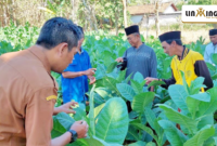 MENDAMPINGI: Kegiatan Program Sekolah Lapang Tembakau di Kec. Pasongsongan bersama Penyuluh Pertanian DKPP Sumenep