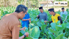 MENDAMPINGI: Kegiatan Program Sekolah Lapang Tembakau di Kec. Pasongsongan bersama Penyuluh Pertanian DKPP Sumenep