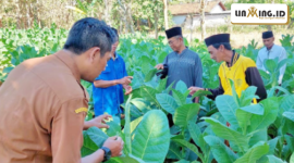 MENDAMPINGI: Kegiatan Program Sekolah Lapang Tembakau di Kec. Pasongsongan bersama Penyuluh Pertanian DKPP Sumenep