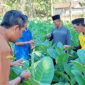 MENDAMPINGI: Kegiatan Program Sekolah Lapang Tembakau di Kec. Pasongsongan bersama Penyuluh Pertanian DKPP Sumenep